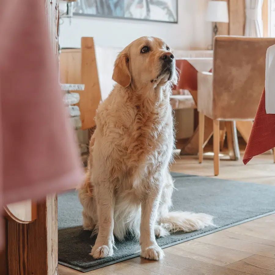 Golden Retriever auf einem Teppich in einem gemütlichen 4-Sterne-Hotelzimmer in Seefeld mit Holzmöbeln.