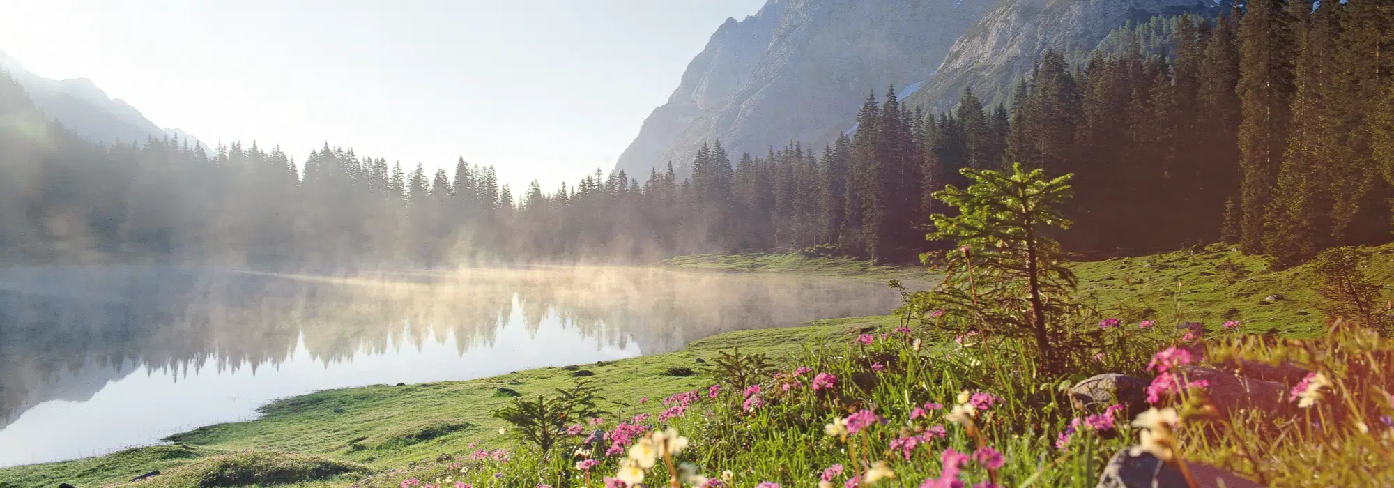Bergsee mit Nebel, Kiefern und Wildblumen im Vordergrund an einem sonnigen Morgen.