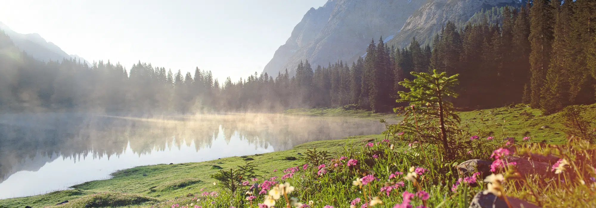 Ein nebliger Bergsee mit Kiefern und Wildblumen im Vordergrund bei Sonnenaufgang.
