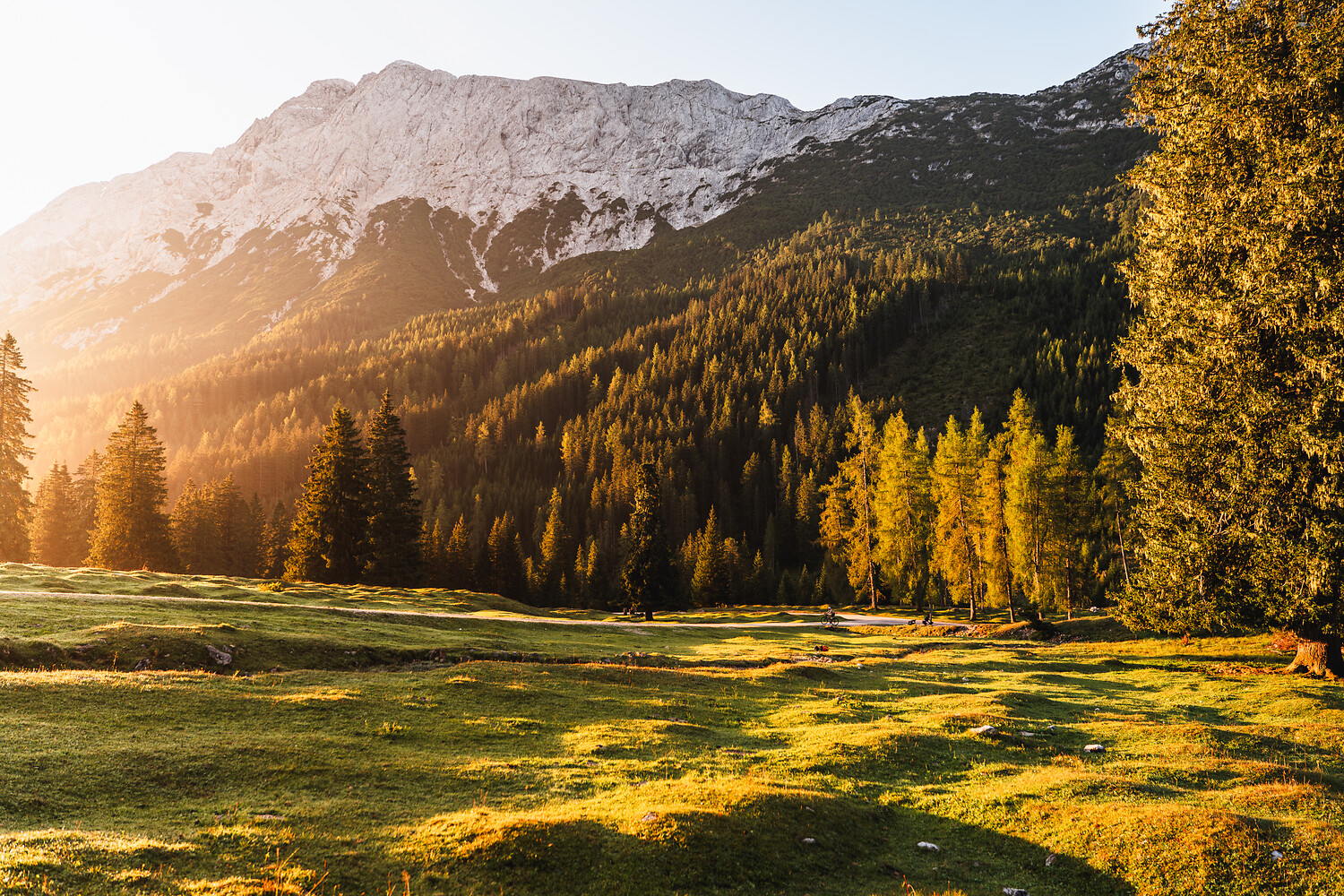 Eine sonnenbeschienene Wiese mit hohen Bäumen und einem großen Berg im Hintergrund.